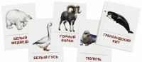Раздаточные карточки "Животные холодных широт" - «globural.ru» - Карпинск