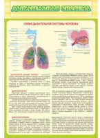Стенд "Дыхательная система" - «globural.ru» - Карпинск