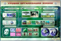 Электрифицированный стенд "Уровни организации жизни" - «globural.ru» - Карпинск
