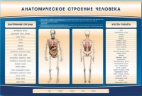 Электрифицированный стенд-тренажер c макетом скелета "Анатомическое строение человека" - «globural.ru» - Карпинск