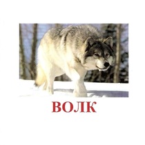 Карточки Домана "Дикие животные-1" - «globural.ru» - Карпинск