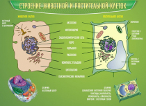 Стенд "Строение животной и растительной клеток" - «globural.ru» - Карпинск