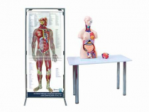 Интерактивный учебный комплекс "Анатомический атлас 3D" - «globural.ru» - Карпинск