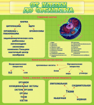 Стенд "От клетки до организма" - «globural.ru» - Карпинск