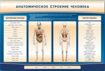 Электрифицированный стенд-тренажер c макетом скелета "Анатомическое строение человека" - «globural.ru» - Карпинск