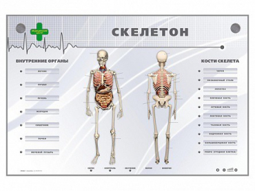 Электрифицированный стенд-тренажер "Скелетон" - «globural.ru» - Карпинск