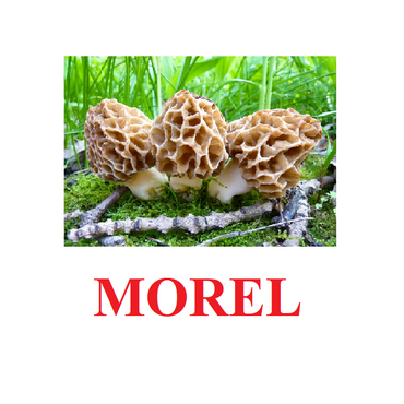 "Mushrooms" ("Грибы") английские карточки Домана - «globural.ru» - Карпинск