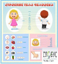 Стенд "Строение человека" для детей - «globural.ru» - Карпинск