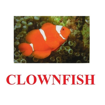 "Fish" ("Рыбы") английские карточки Домана - «globural.ru» - Карпинск