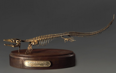 Модель скелета мозазавра Mosasaurus - «globural.ru» - Карпинск